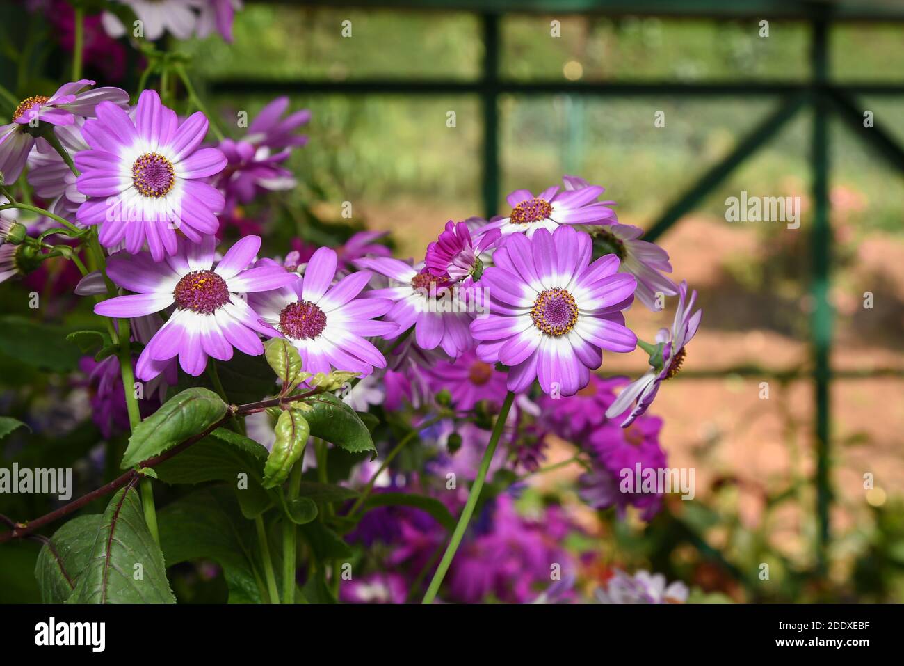 flower show Ooty Tamil Nadu India. many lots of beautiful yellow dried