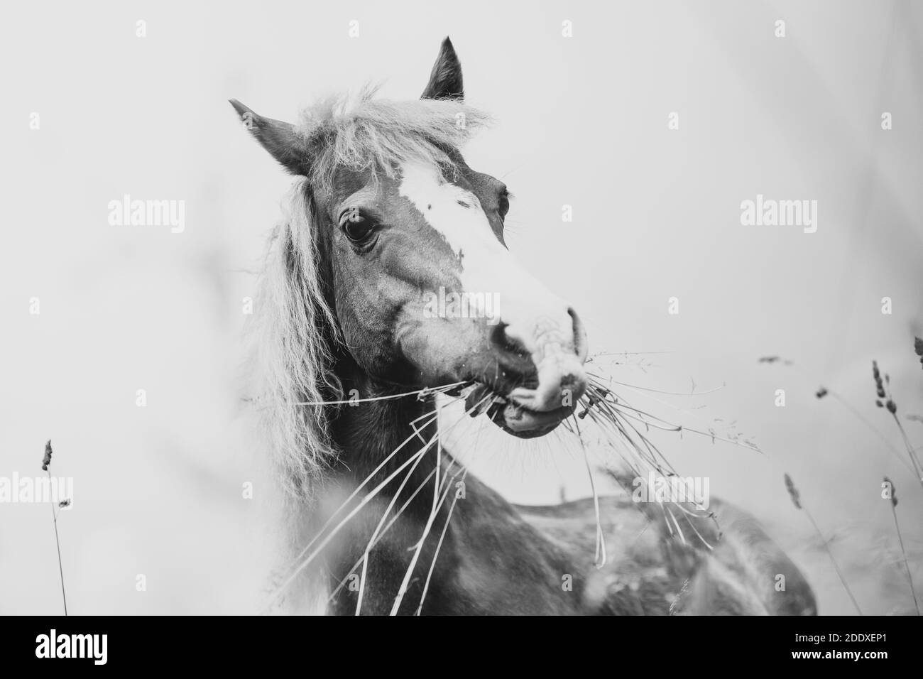 Young mini pony horse in black and white Stock Photo