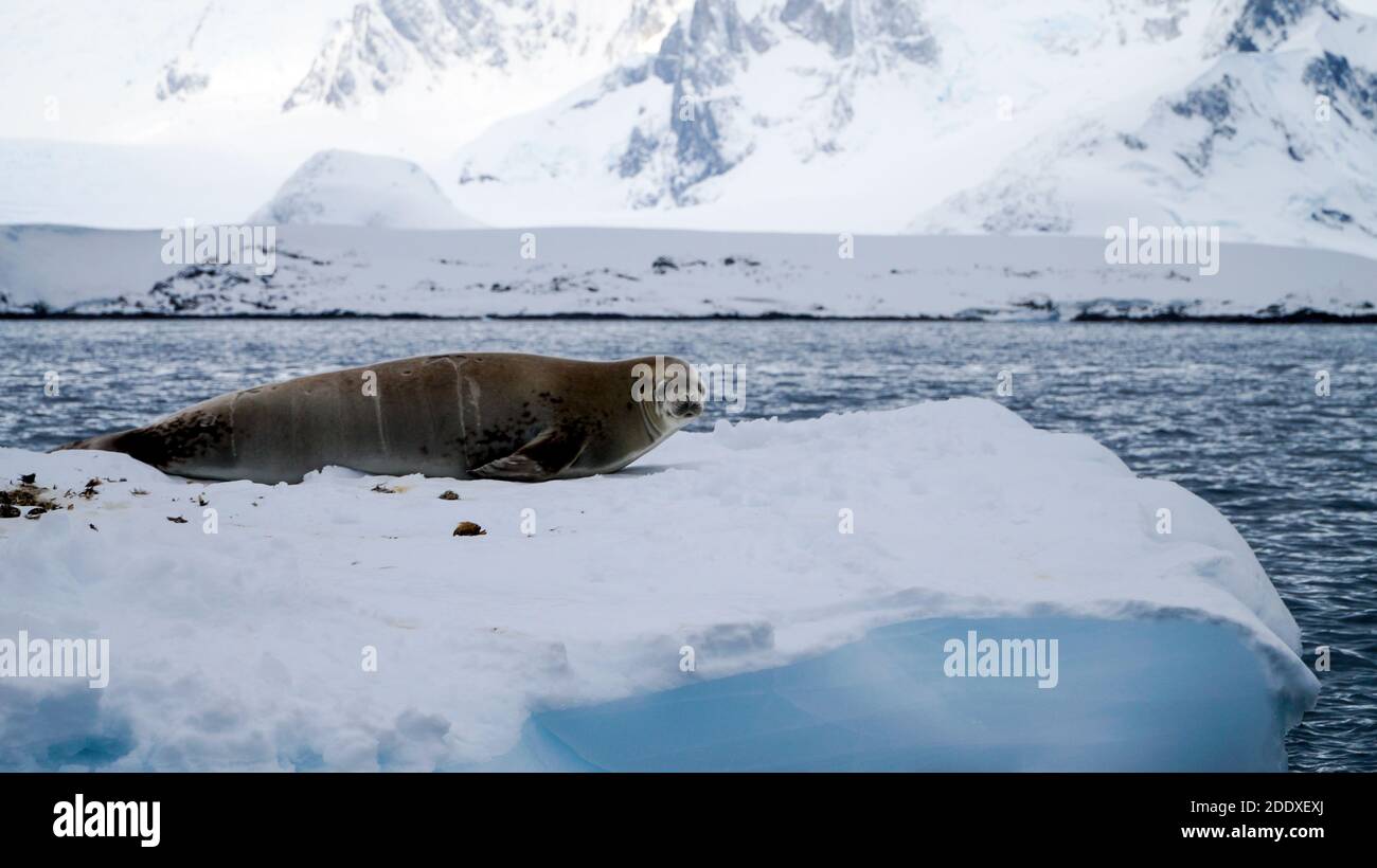 Impressions from Antarctica with snow capped mountains. Stock Photo