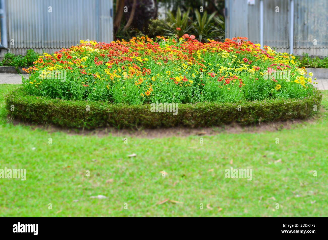 colorful Gaillardia or blanket flowers in the garden Stock Photo