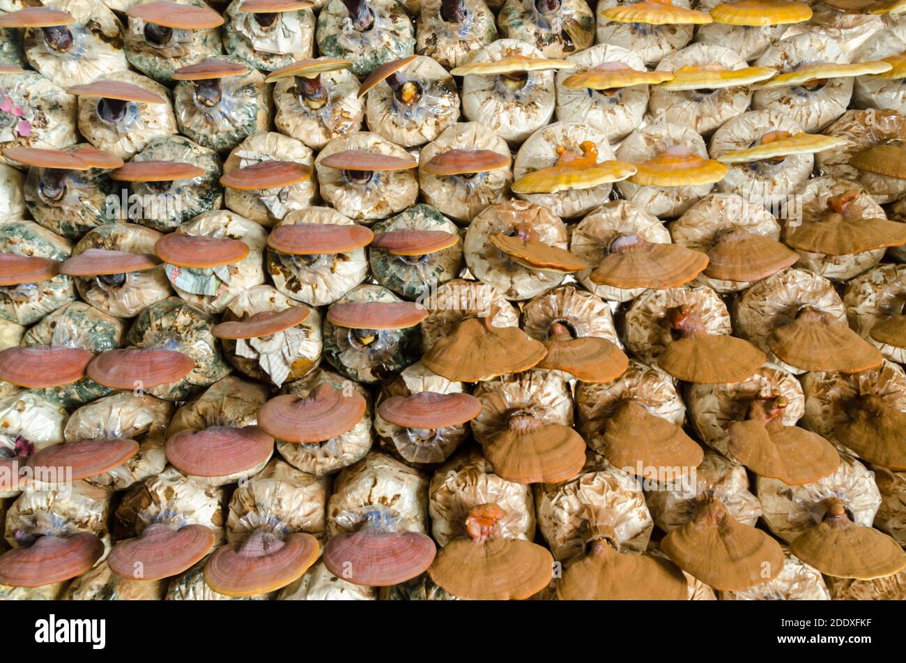 Lingzhi (Ganoderma lucidum Stock Photo Alamy