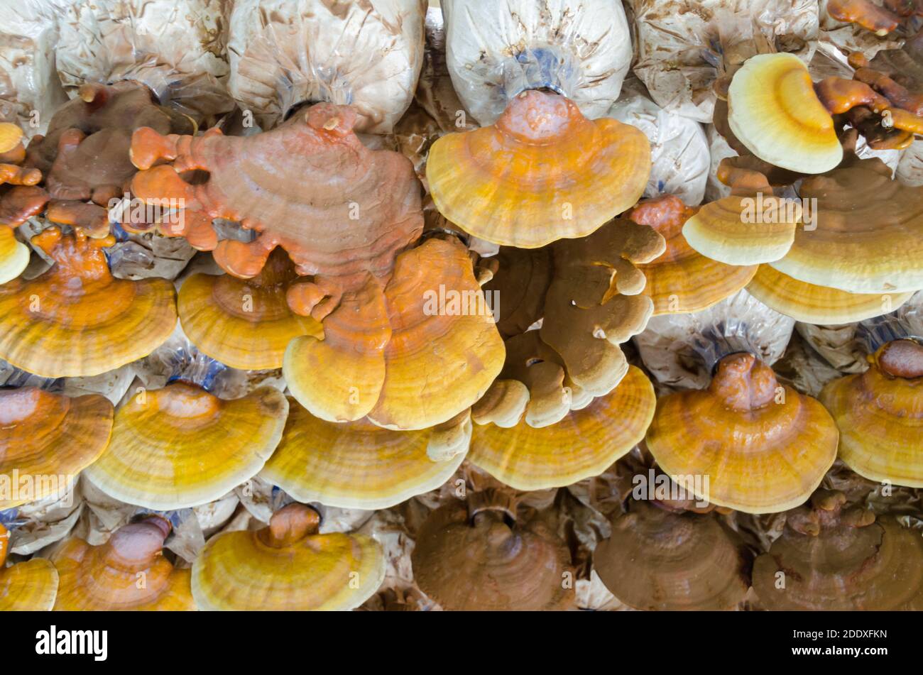 Lingzhi (Ganoderma lucidum Stock Photo Alamy