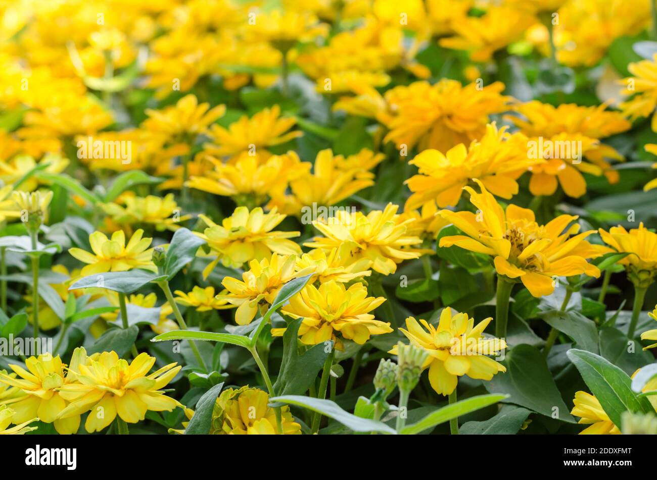 blooming yellow Wedelia Trilobata with green leaves Stock Photo