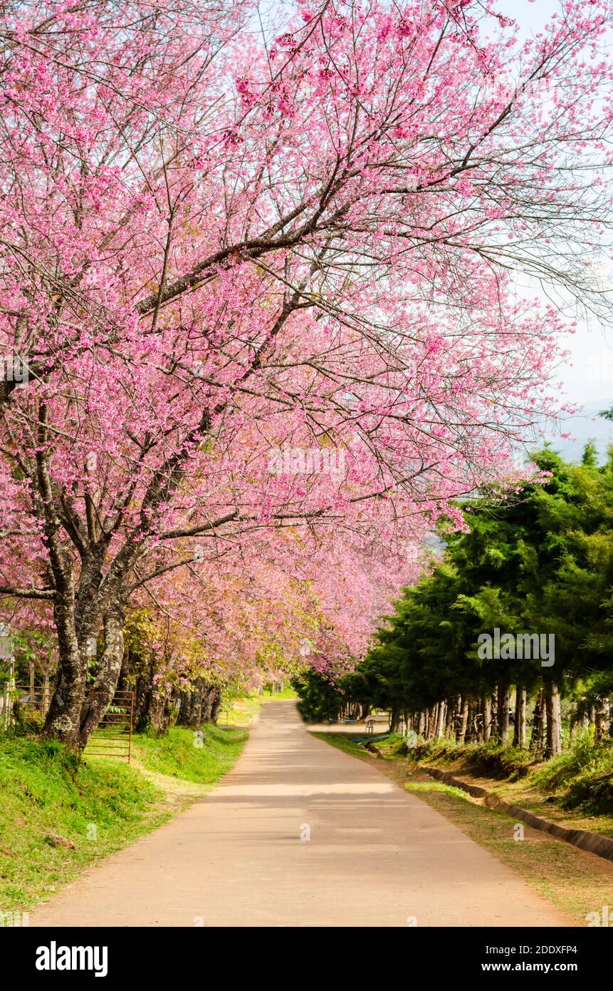pink flower tunnel of Sakura or Wild Himalayan Cherry tree in outdoor ...
