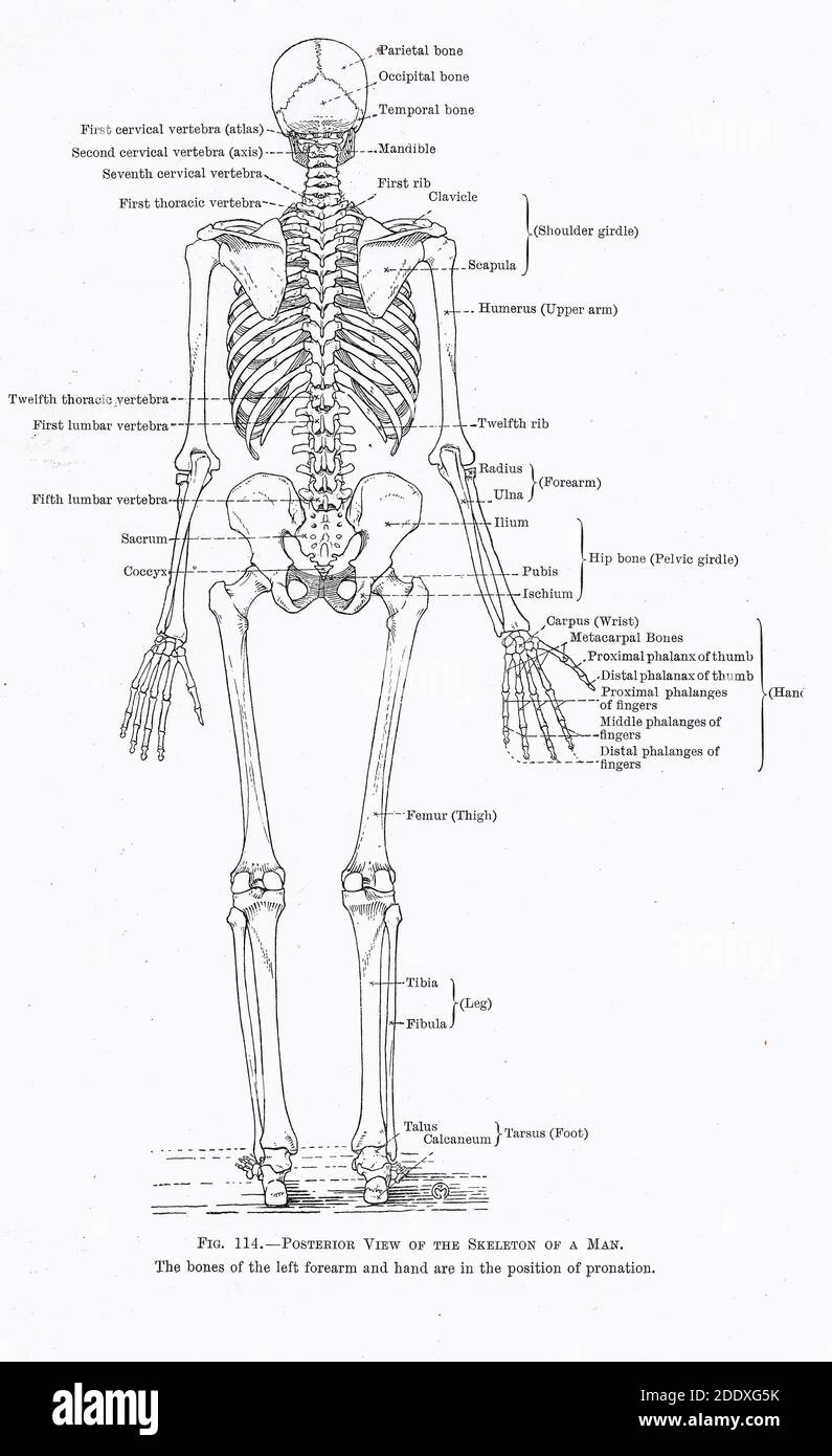 Human skeleton, full rear view, from an early 20th century anatomy ...