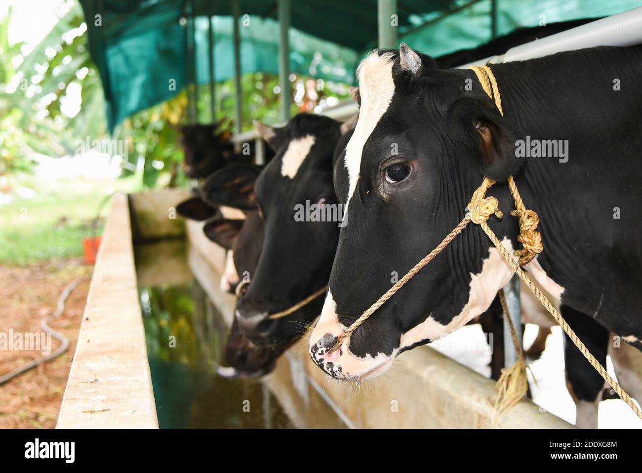 Black and white cows in a farm Kerala India. cowshed interior modern