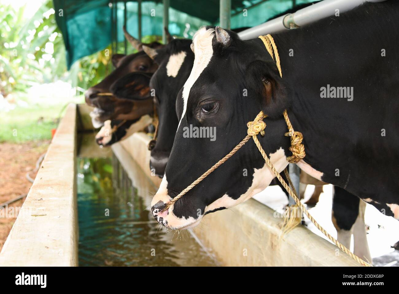 Black and white cows in a farm Kerala India. cowshed interior modern