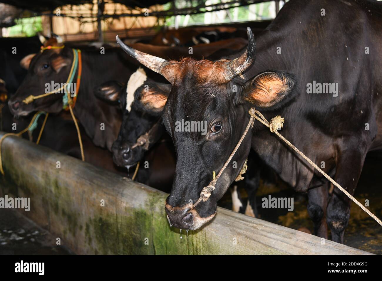 Black and white cows in a farm Kerala India. cowshed interior modern