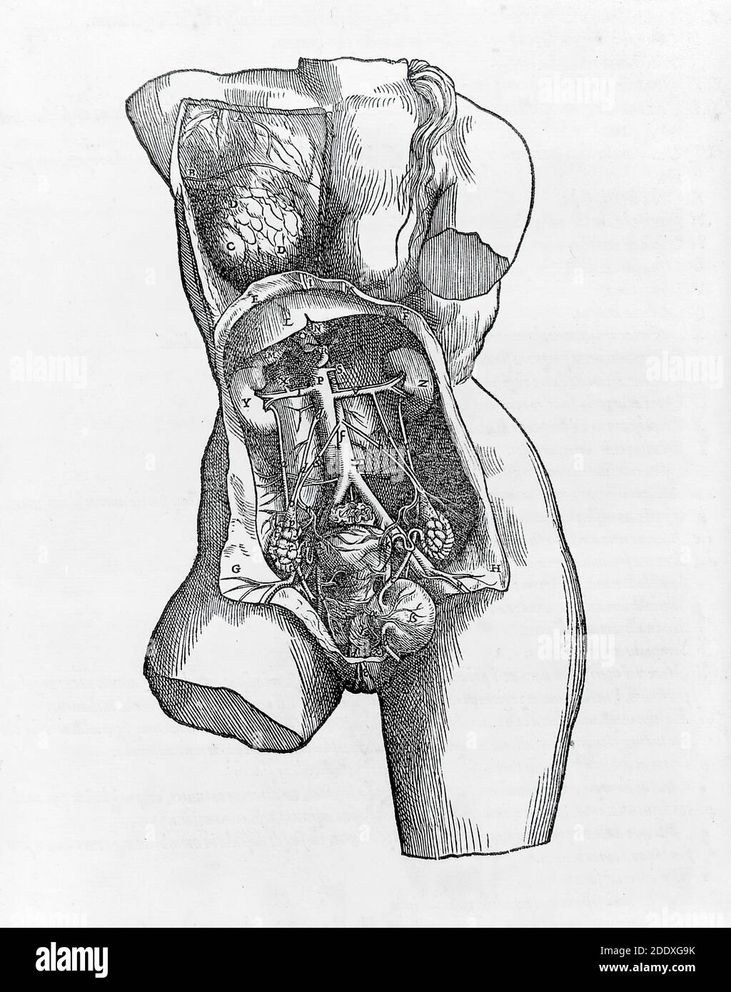 Anatomia Renesans Anatomy In The Renaissance The Study Of Anatomy – Renaissance
