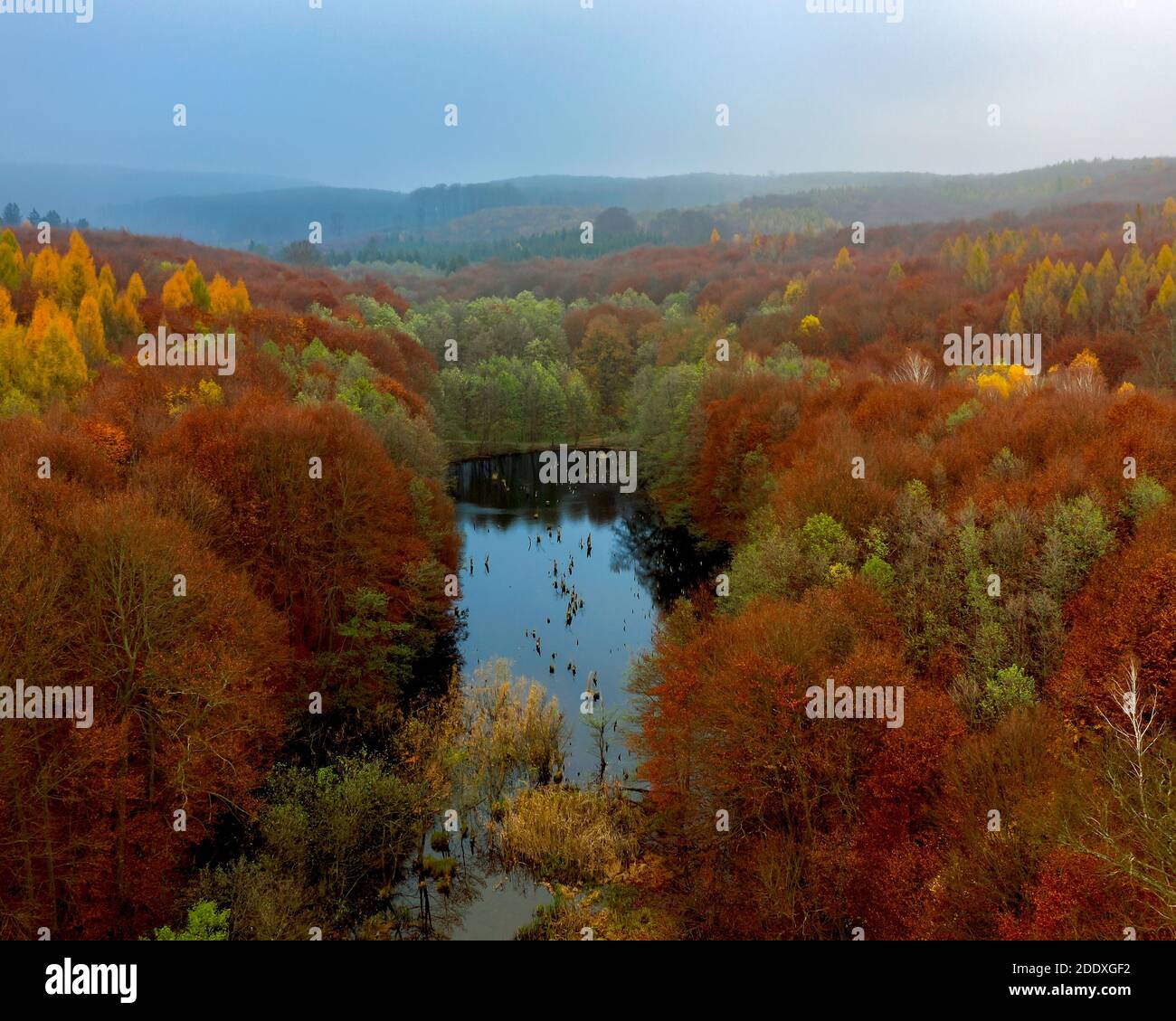 Unique lake in Hungary which name is Hubertlaki lake. It looks like Romanian killer lake but. Fantastic cinematic view in fall 2020. There are no othe Stock Photo