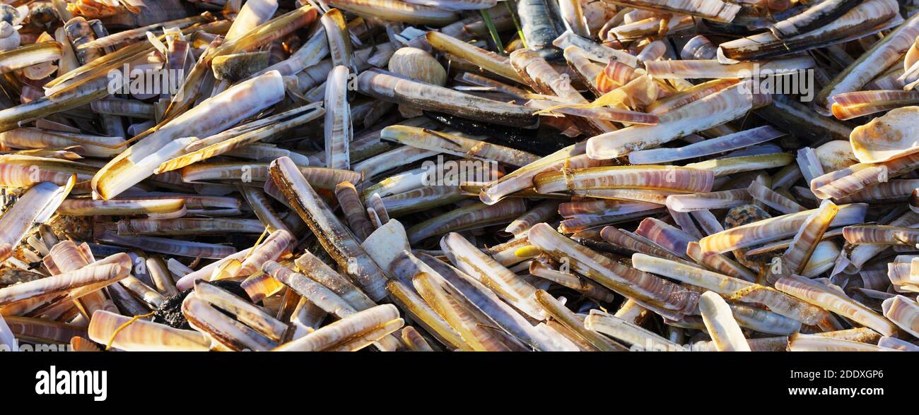 Empty Razor shells washed together by the tide for into jumbled pile in a Norfolk creek. UK Stock Photo