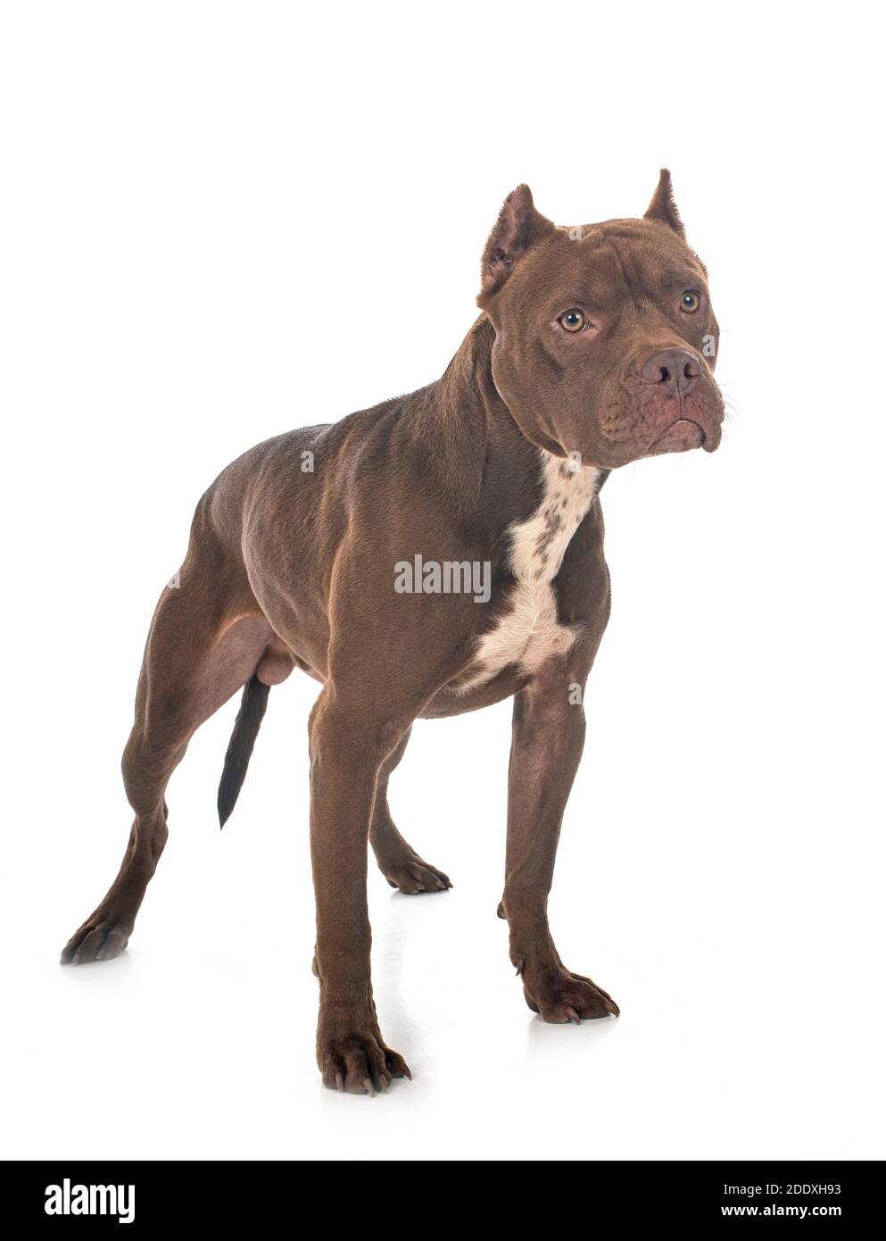 american pit bull terrier in front of white background Stock Photo - Alamy
