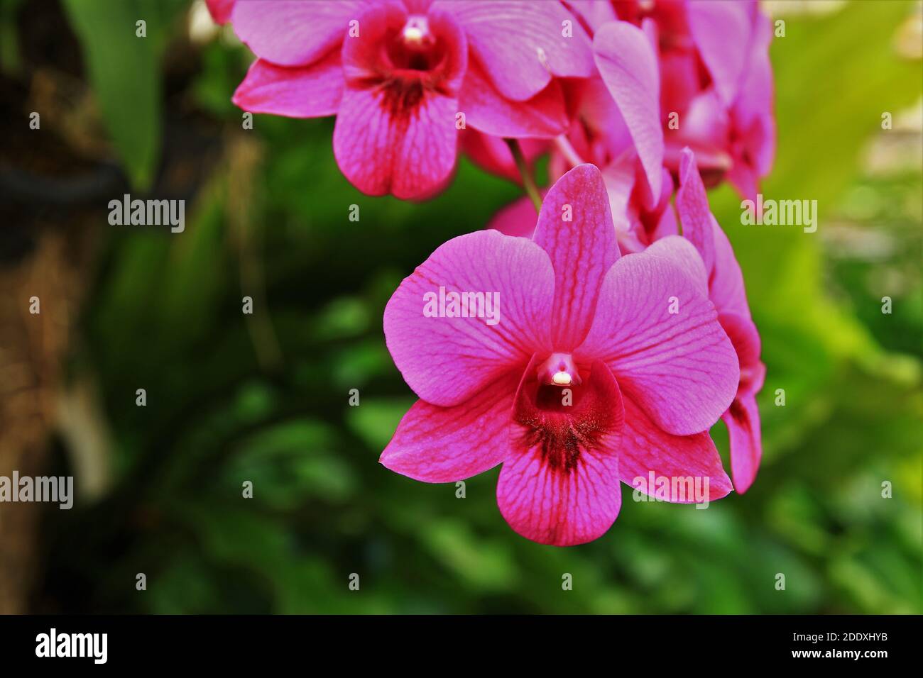 Pink orchid flowers in garden. stock photo Stock Photo