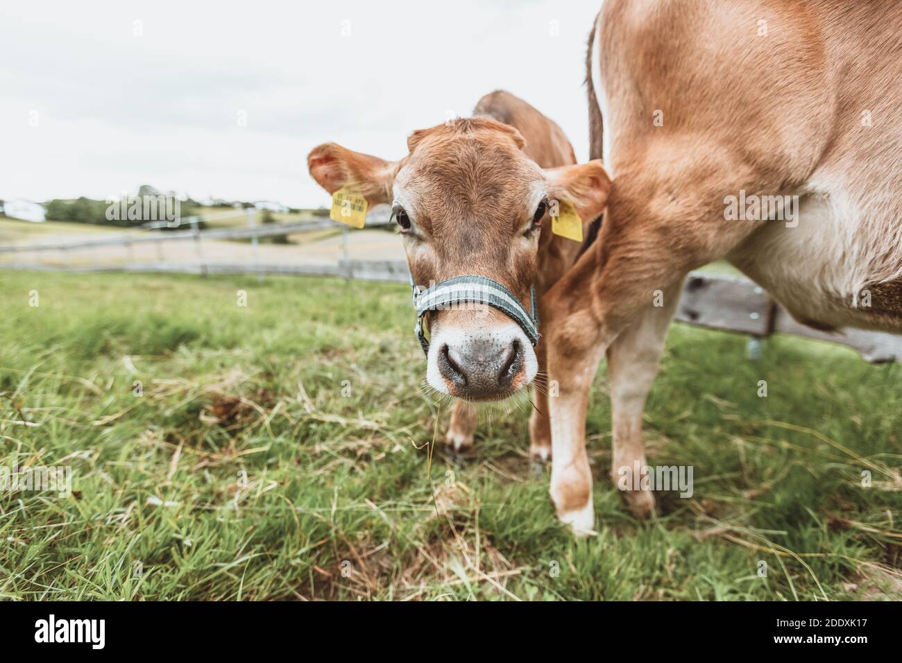 Young cow portrait at a green meadow Stock Photo Alamy