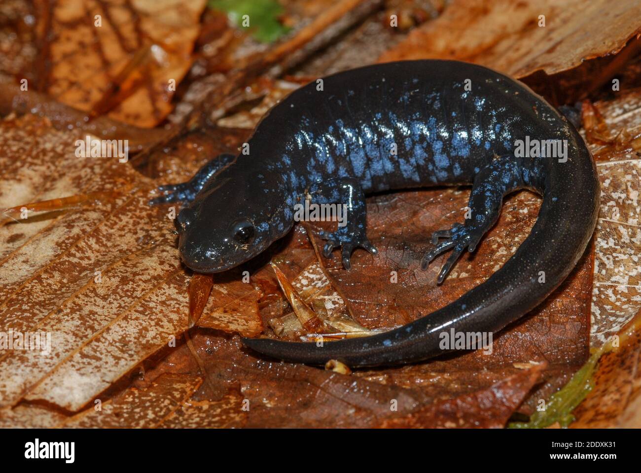 A blue spotted salamander (Ambystoma laterale) from Point Pelee
