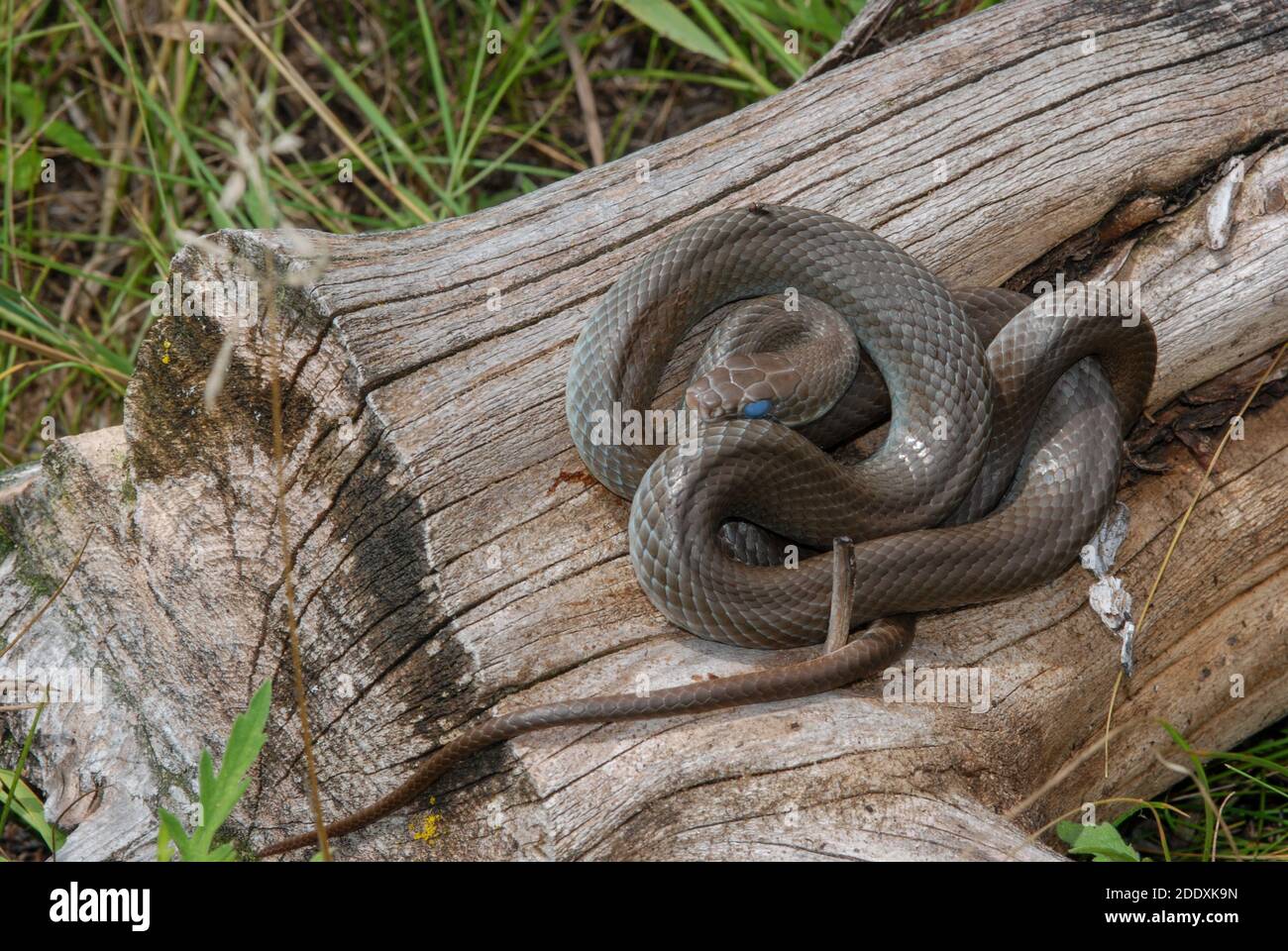The blue racer (Coluber constrictor foxii) a harmless colubrid snake species found in Wisconsin. Stock Photo