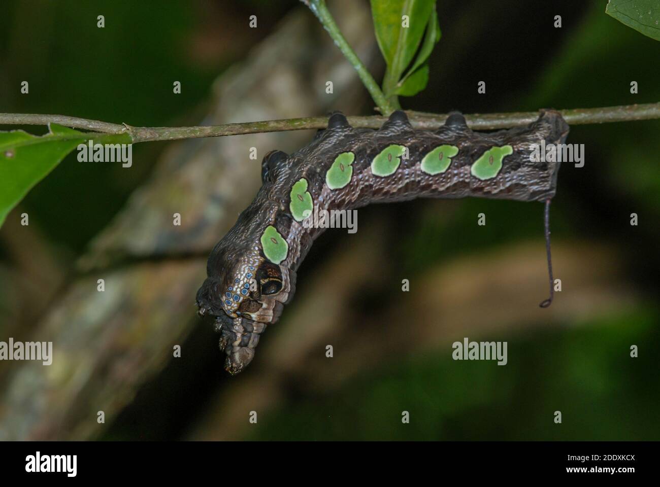 The caterpillar of the gaudy sphinx moth (Eumorpha labruscae) mimics a snake to protect itself from predators. Stock Photo