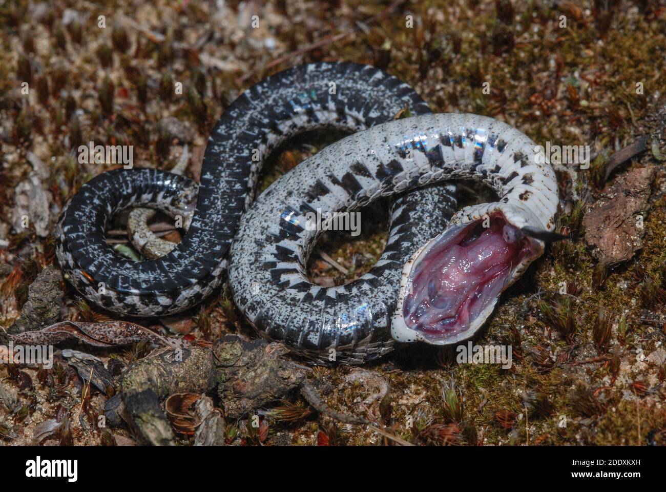 Grass snake juvenile playing dead, Alvao, Portugal - Stock Image -  C041/6117 - Science Photo Library