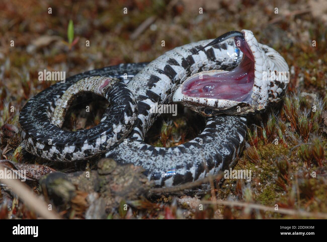Hognose snake playing dead GLOSSY PHOTO PRINT 3100