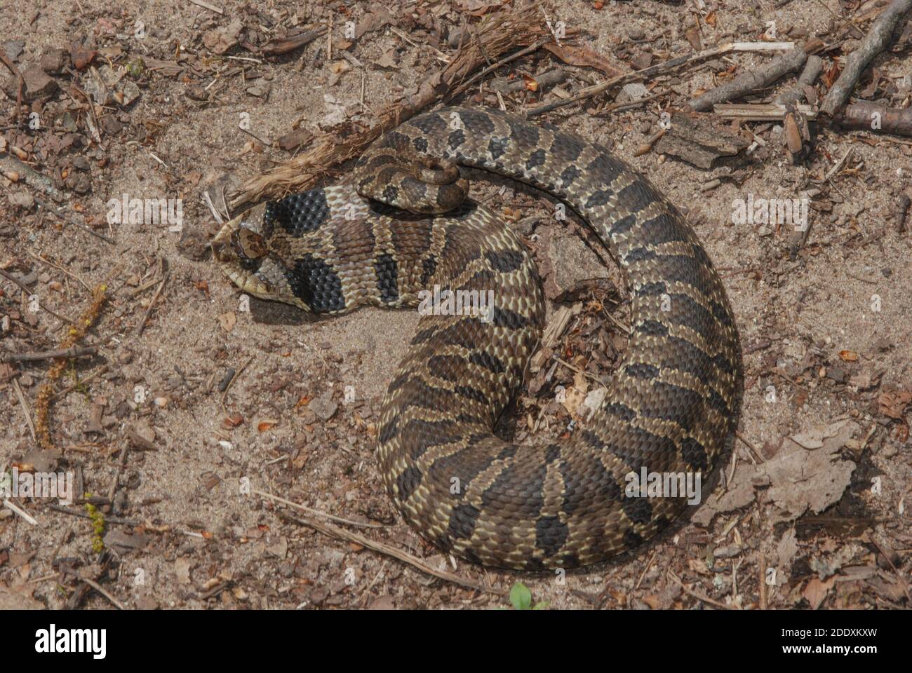 Eastern Hognose Snake - North Carolina