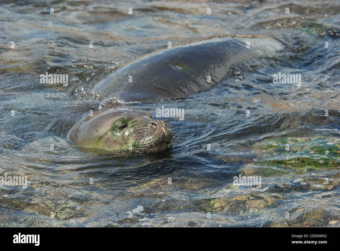 A Hawaiian monk seal (Neomonachus schauinslandi) from Kauai, these endangered seals are endemic to Hawaii and are threatened with extinction. Stock Photo