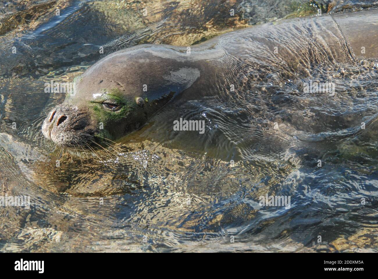 A Hawaiian monk seal (Neomonachus schauinslandi) from Kauai, these endangered seals are endemic to Hawaii and are threatened with extinction. Stock Photo