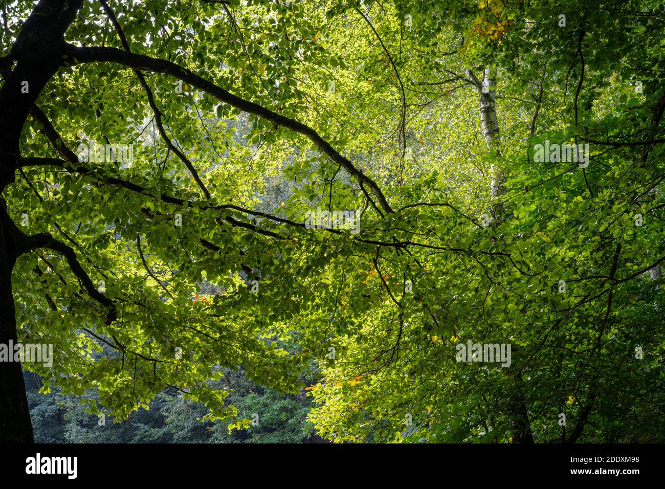 Beautiful foliage in a beech forest lit up by the sunlight. Picture from near Ringsjon, Scania county, Sweden Stock Photo