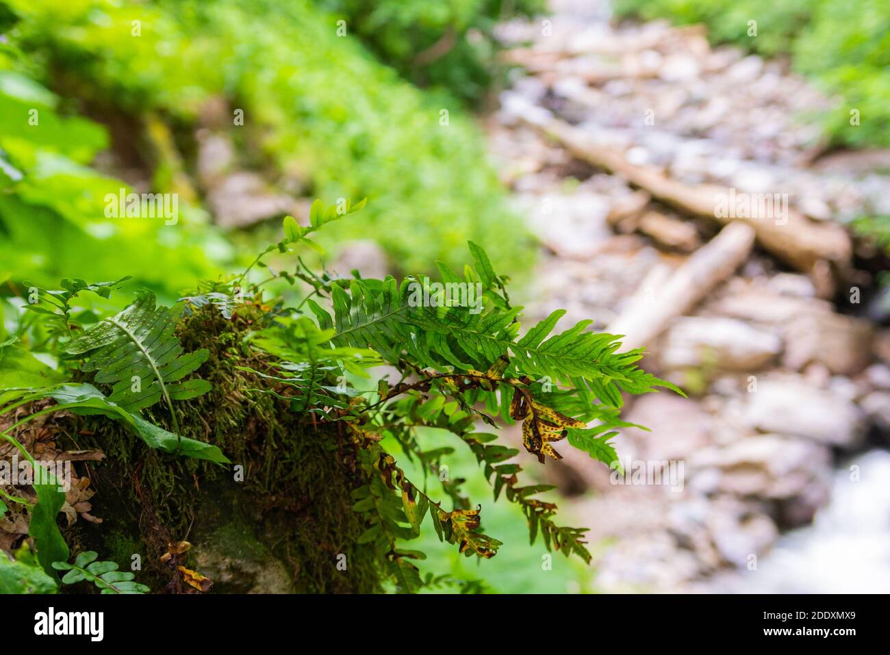 In the wild, ferns of Asplenium scolopendrium grow in the forest. Stock Photo
