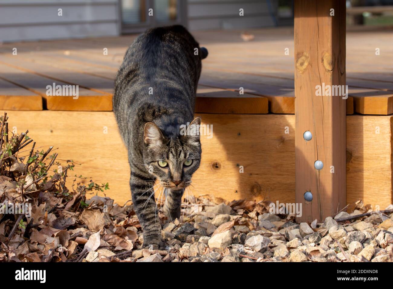 Top view of a gray striped tabby cat stepping off the edge of a wooden deck, looking towards