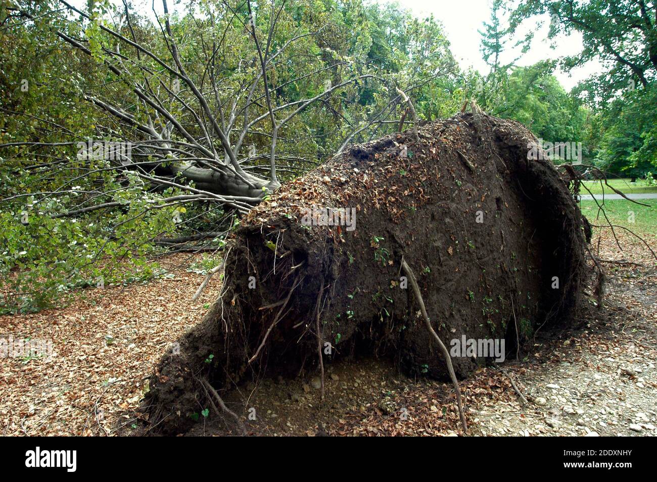 damage after storm in the park, fallen trees and destruction Stock ...