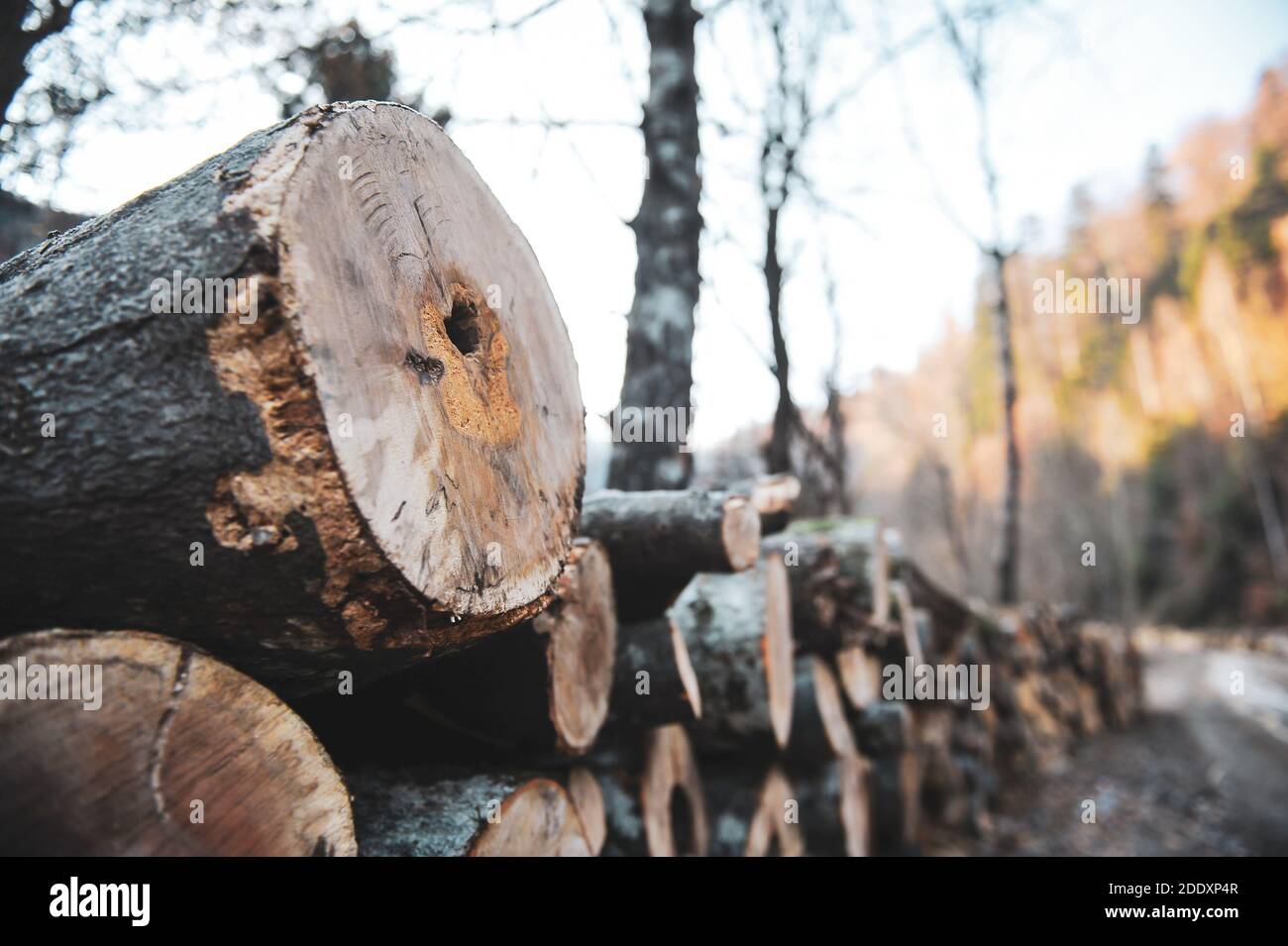 Details with logs and cut down trees in a Romanian forest. Stock Photo