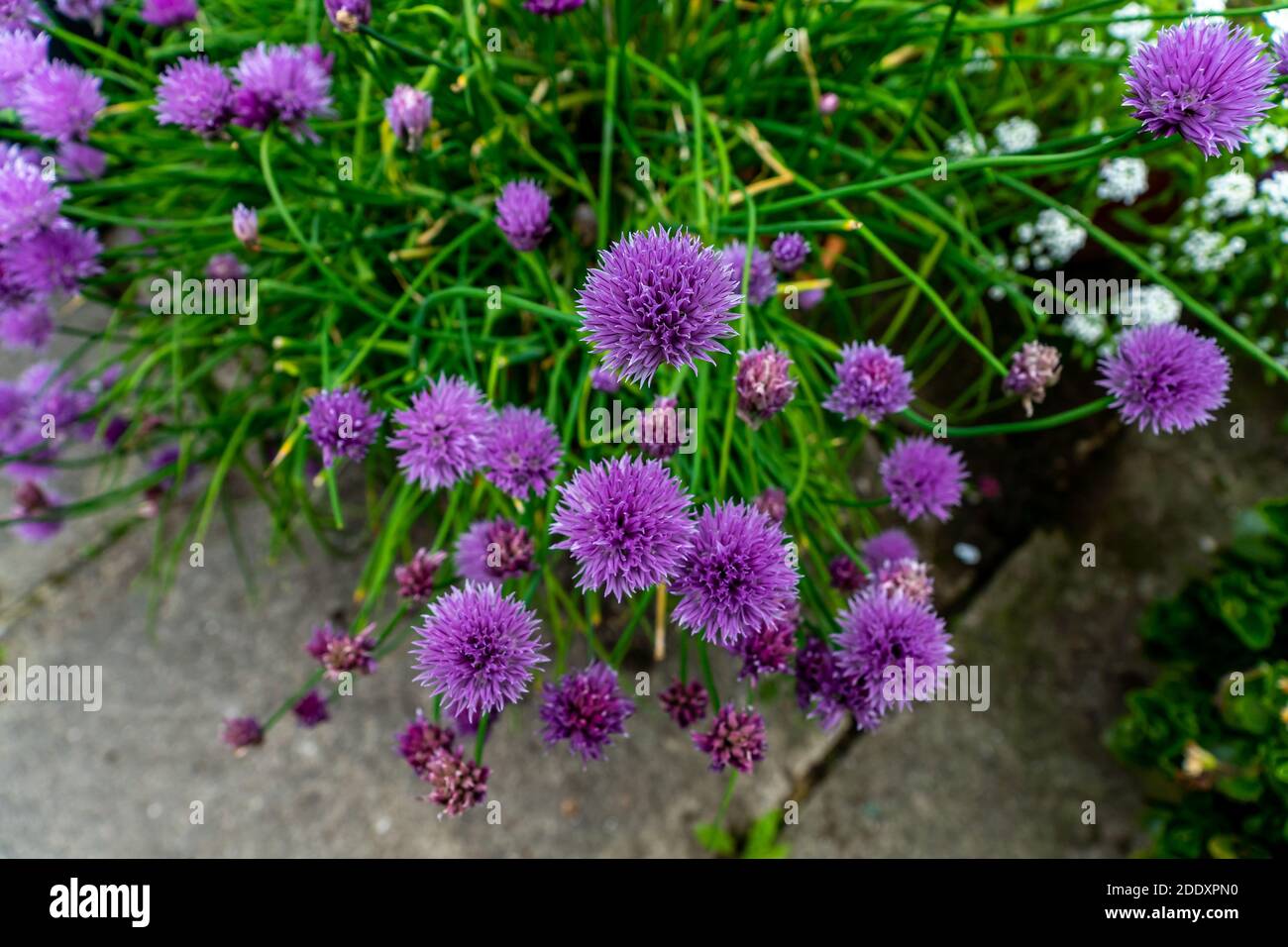 Purple chive flowers Stock Photo Alamy