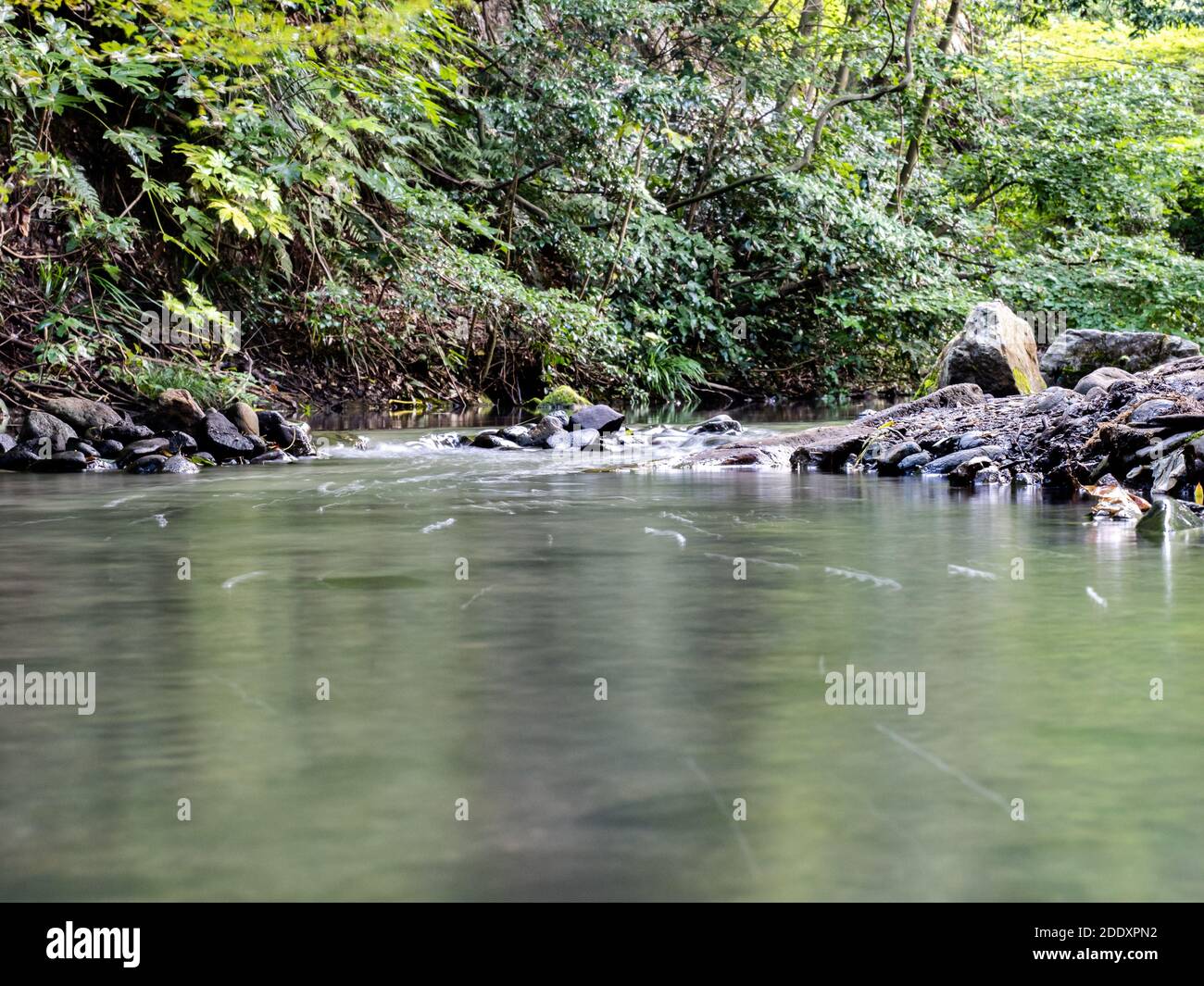 Japanese Rivers Small A small river near trees in Jingashita Keikoku park Yokahama Japan ...