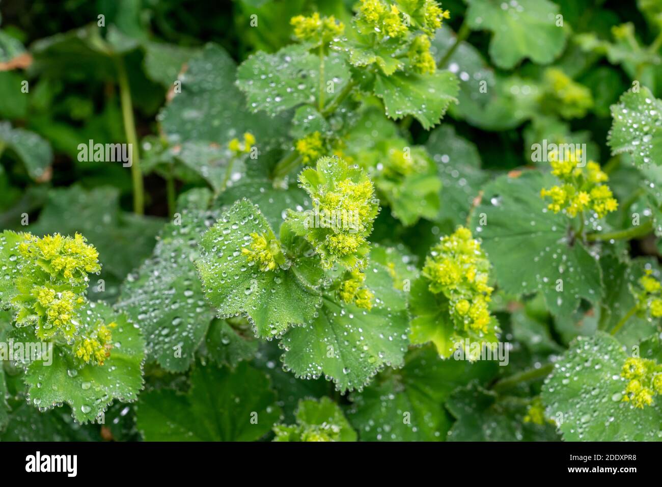 Ladys mantle plants hi-res stock photography and images - Alamy