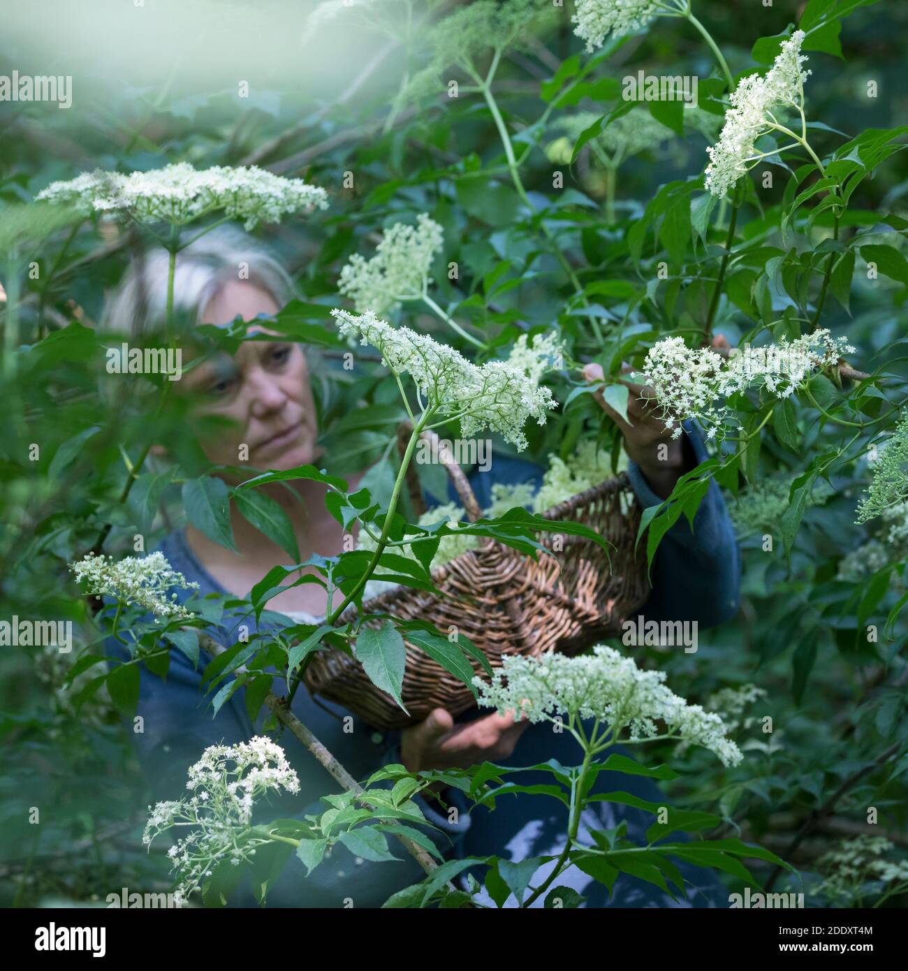 Holunderblüten-Ernte, Ernte, ernten, sammeln von Holunderblüten, Blüte ...
