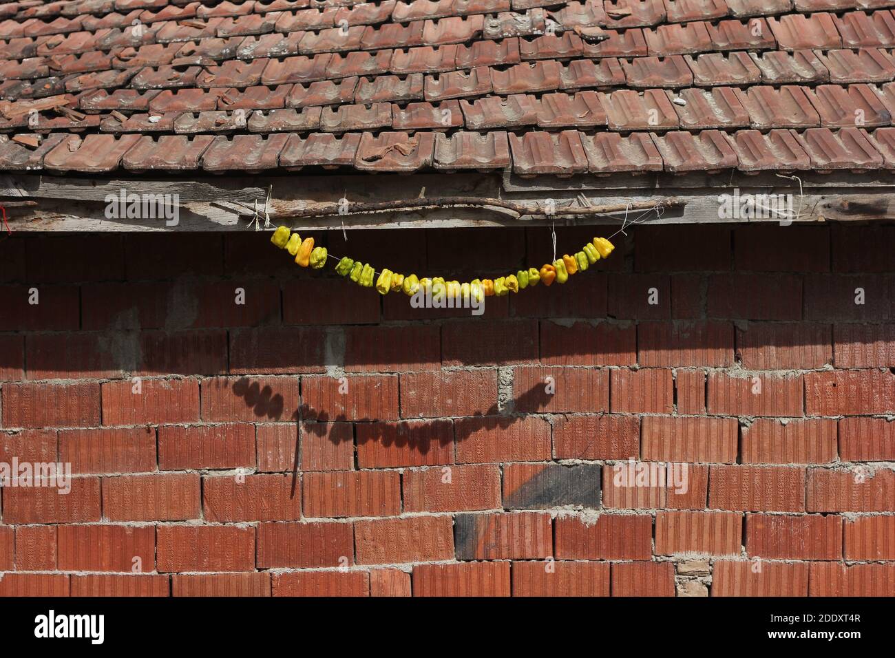 Healthy natural traditional dried vegetables hanging on rural village house wall. Yellow pepper hanged to dry. Cultural food with bright colors. Stock Photo