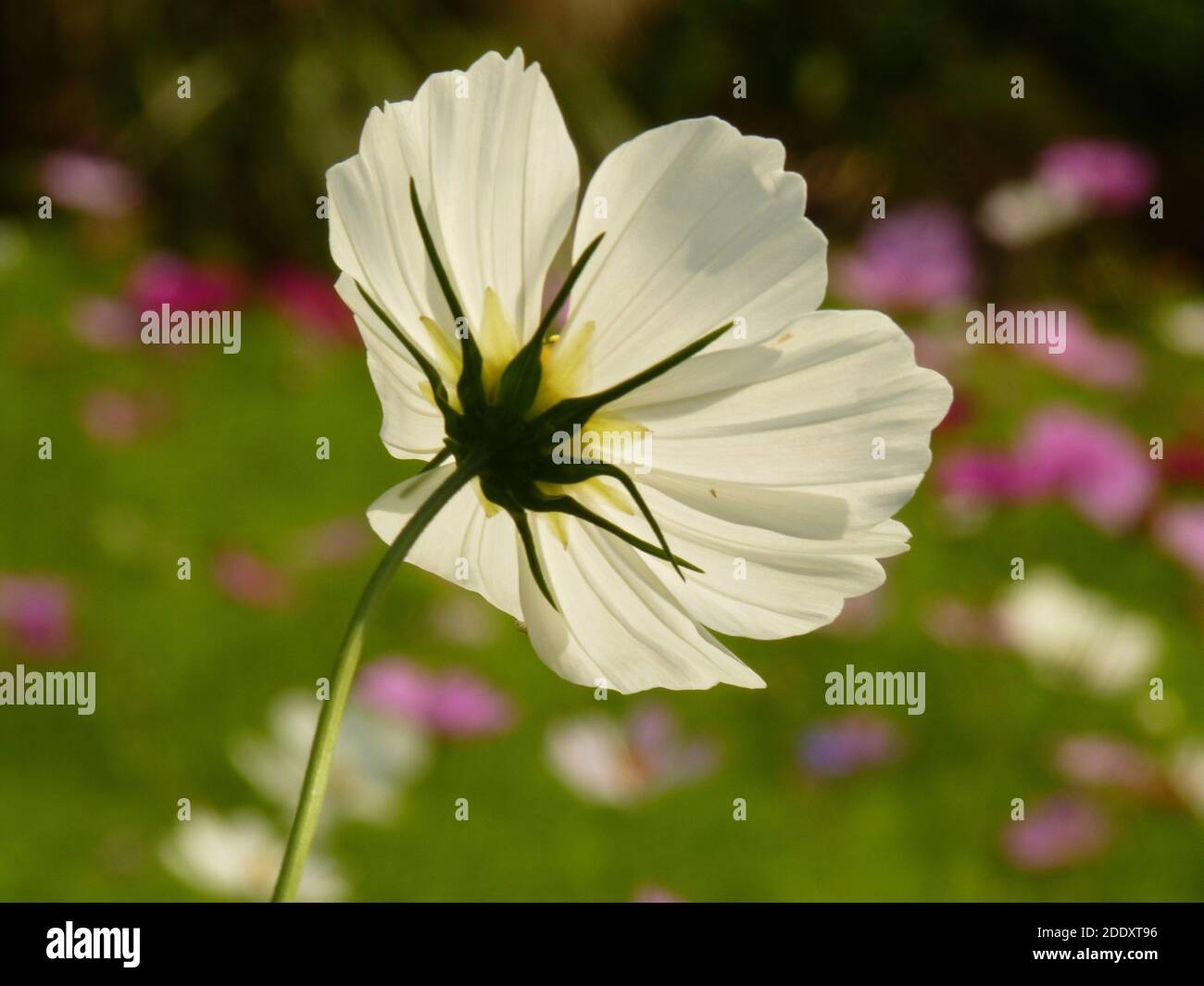 A bottom view of a single illuminated cosmos flower with a summer field ...