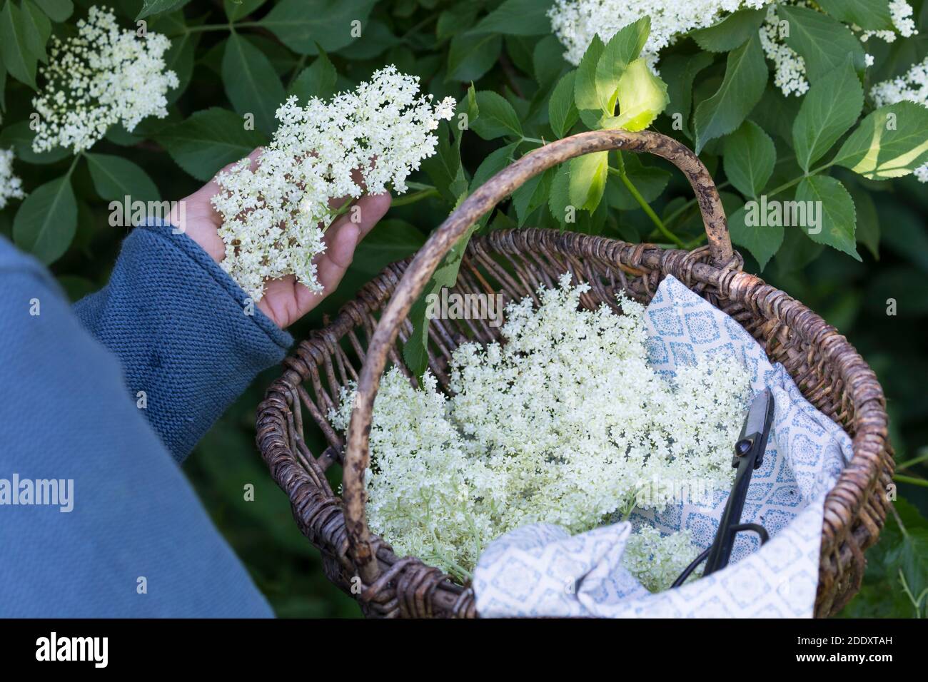 Holunderblüten-Ernte, Ernte, ernten, sammeln von Holunderblüten, Korb ...