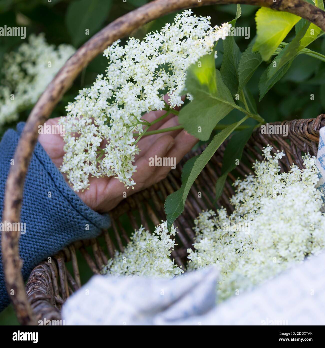 Holunderblüten-Ernte, Ernte, ernten, sammeln von Holunderblüten, Korb ...