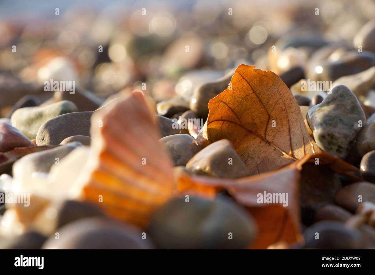 Pebbles and a single autumn leaf on the beach at dawn in golden sunlight. Cinnamon brown warm tones. Bokeh effect behind. Stock Photo