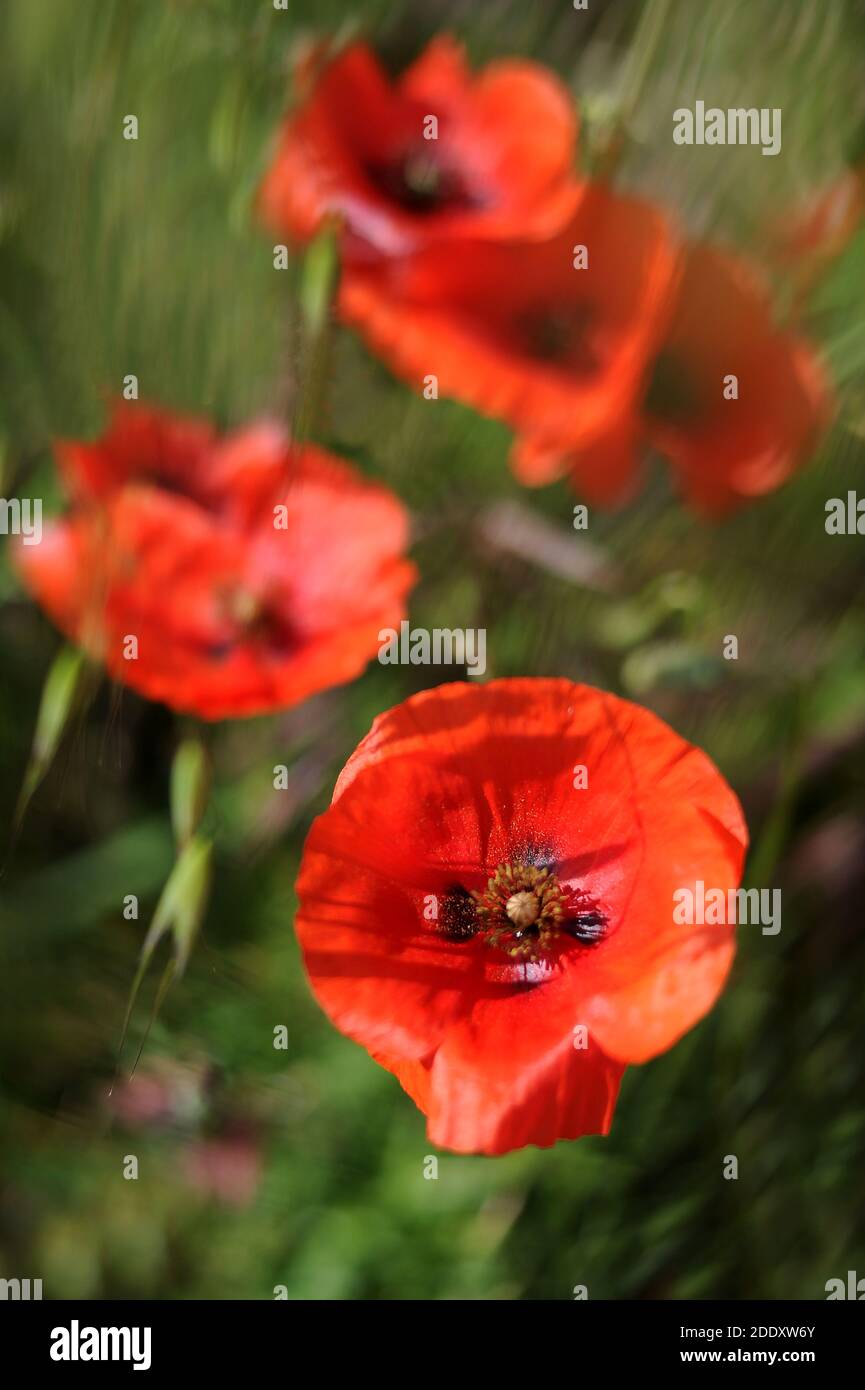 Red poppies in the field. background imagery for remembrance or armistice day on 11 of november. Stock Photo