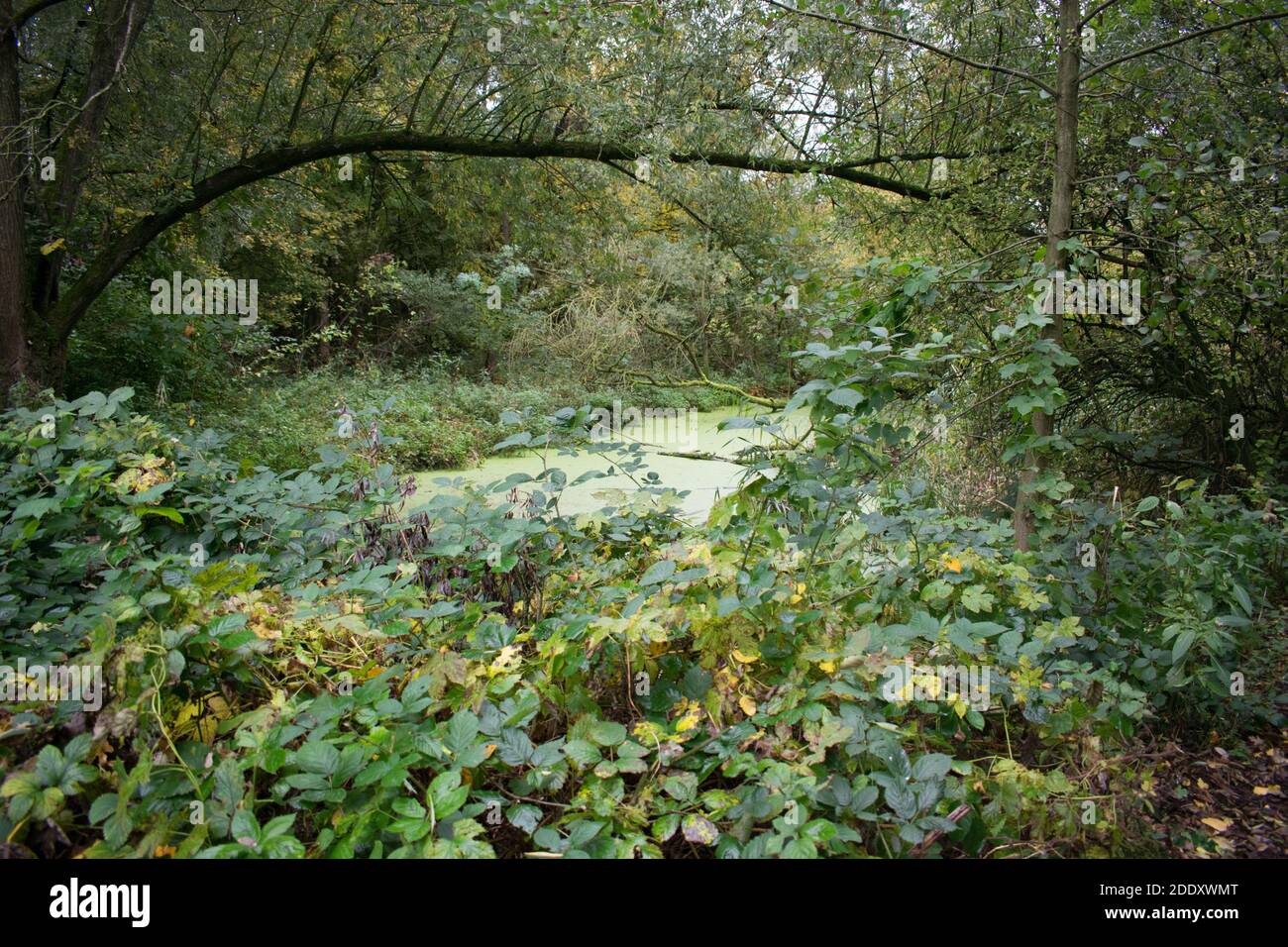 Small pond in a forest in the Dutch Biesbosch, the Netherlands Stock Photo