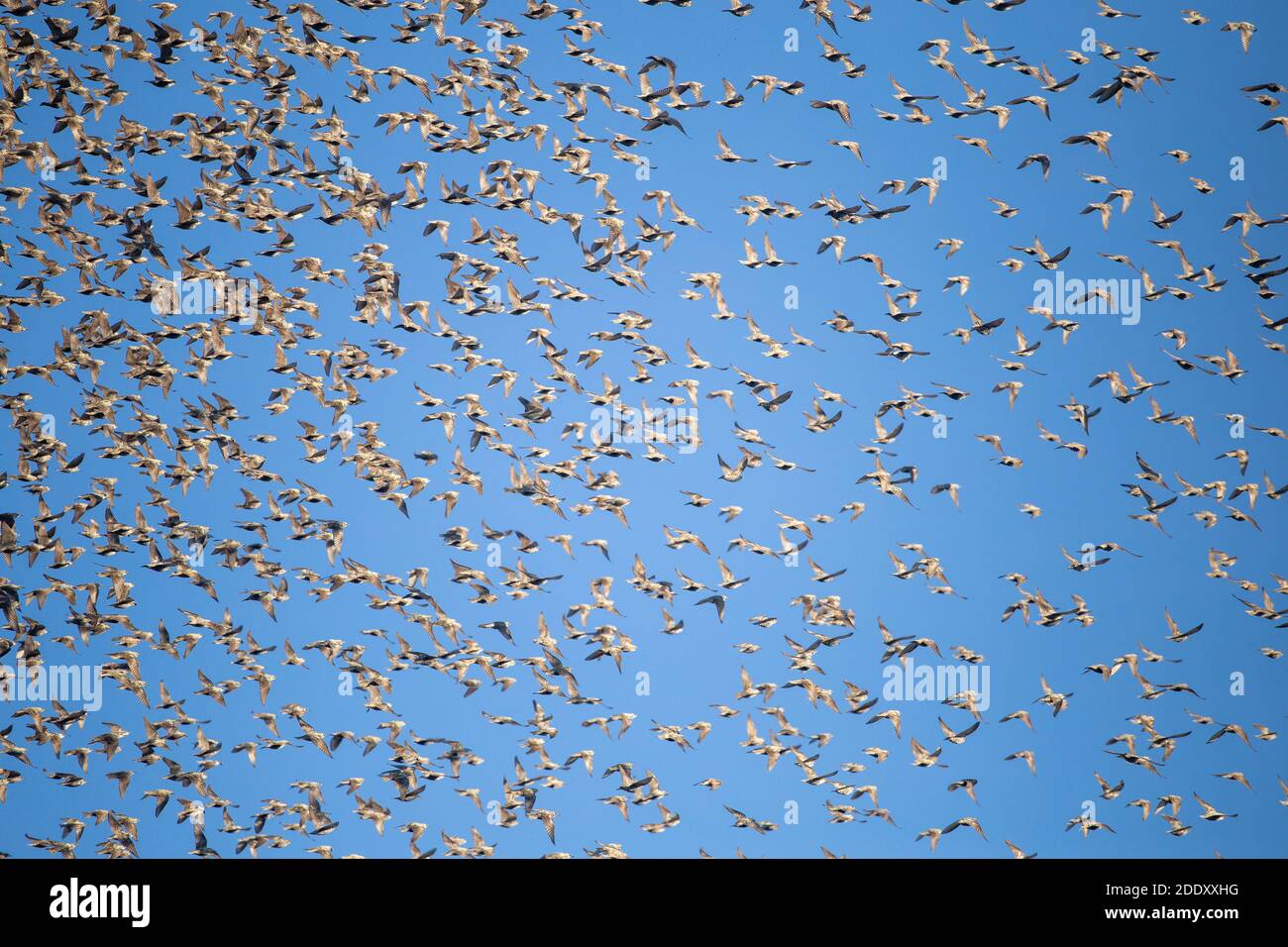 Starlings flying in the sky Stock Photo
