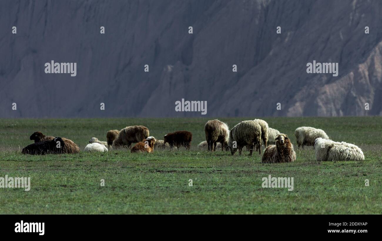 The scenery in xinjiang Stock Photo