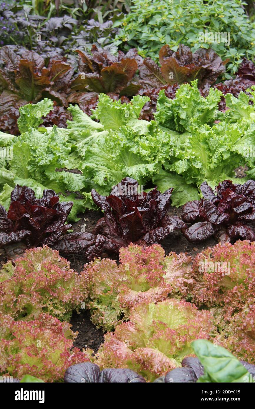 A Healthy Collection of a Mixed Salad Leaf Crop Stock Photo Alamy
