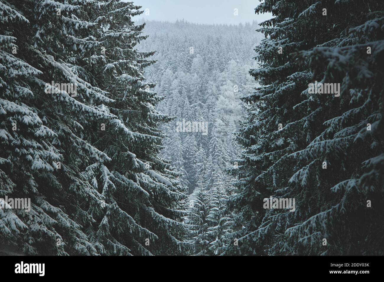 Snow covered mountain pine trees Stock Photo - Alamy