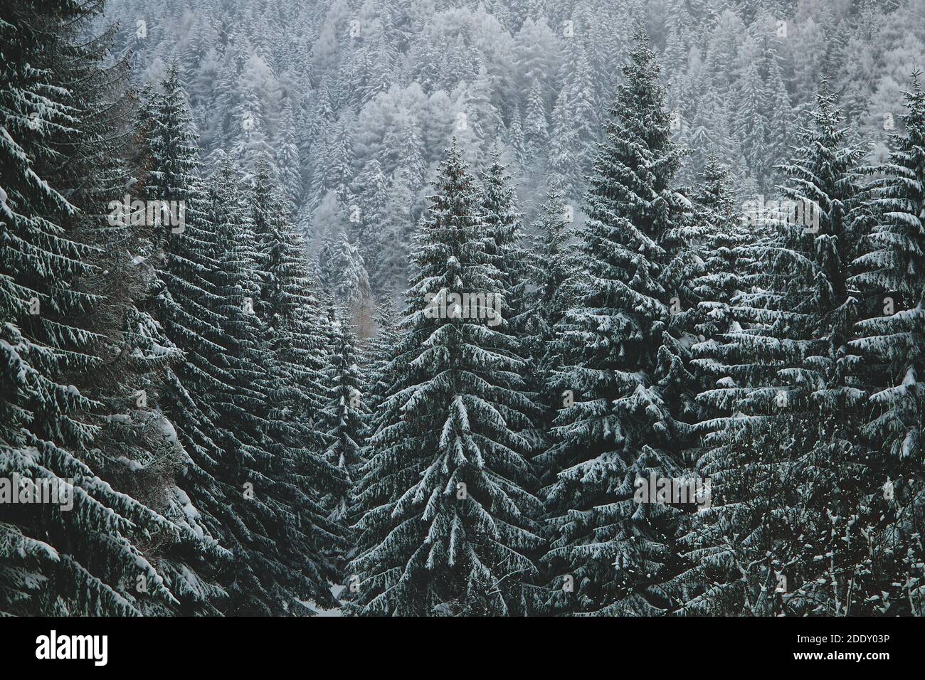 Snow covered mountain pine trees Stock Photo - Alamy