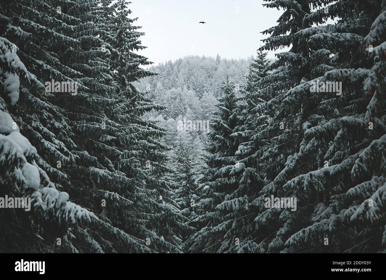 Snow covered mountain pine trees Stock Photo - Alamy