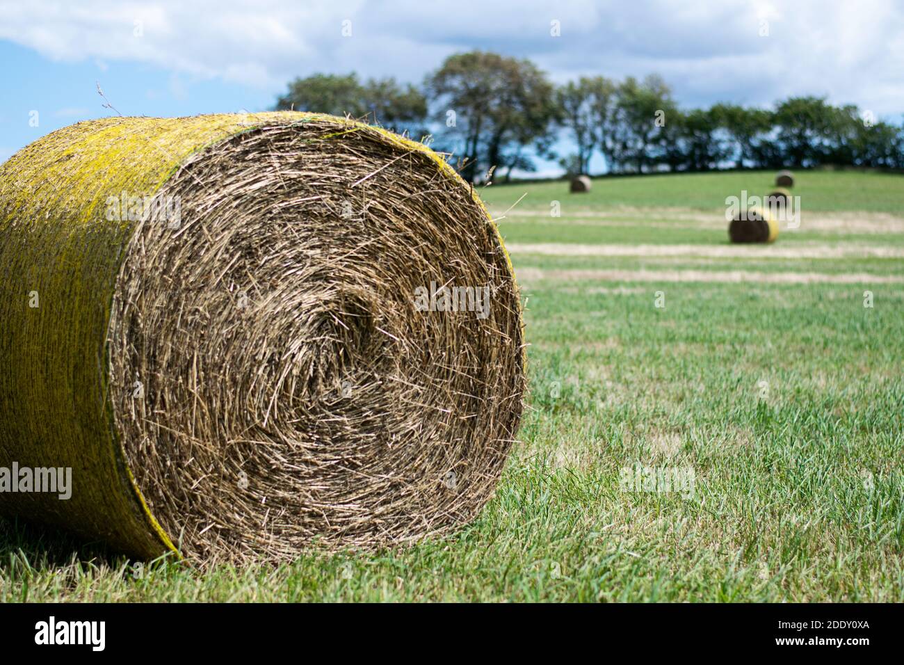 A hay ball on the field this summer day. More hay balls in the background as it is harvest season. Photo taken in Skåne, Sweden Stock Photo