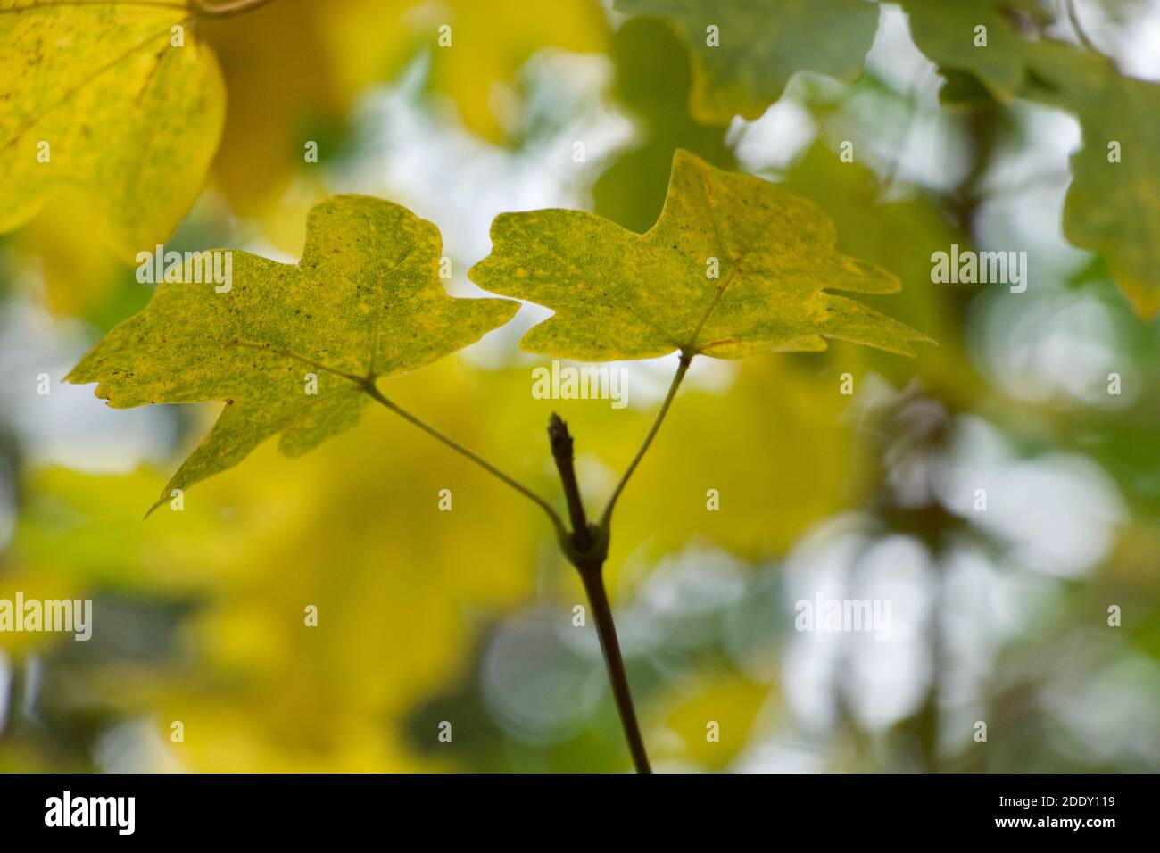Mottled leaves hi-res stock photography and images - Alamy